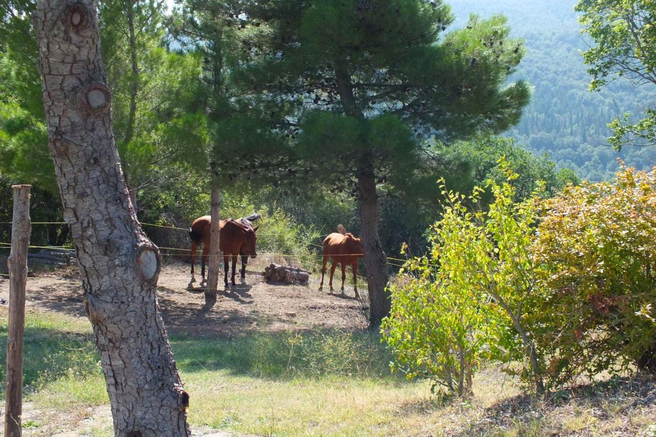Az.Agr. Il Cavalleggero Campiglia dʼOrcia Esterno foto